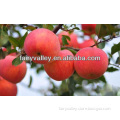 2015 High Sweet Red Apple Seed For Planting